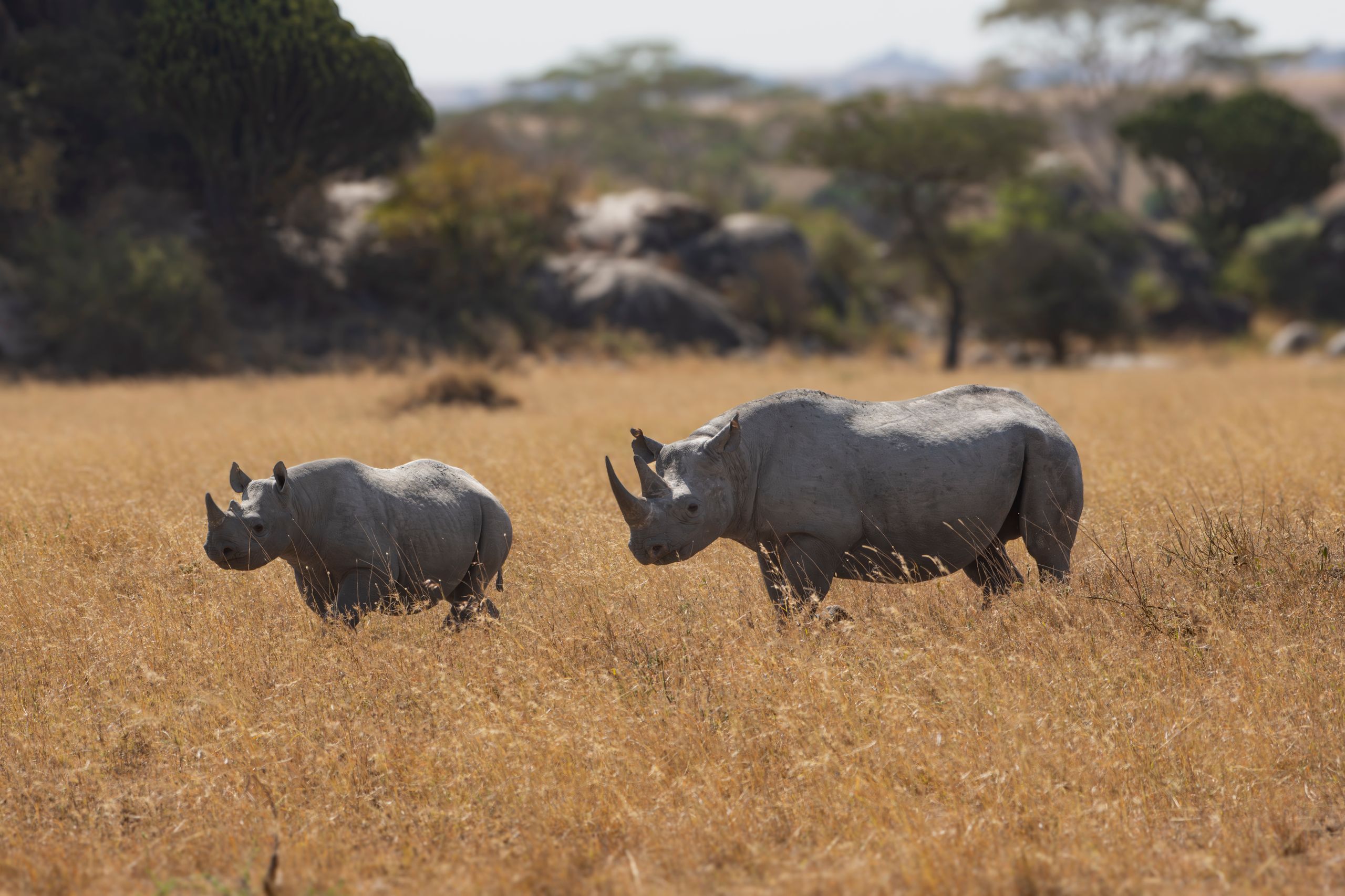 Two powerful rhinos strolling through the vast Serengeti landscape. Captured in Tanzania.