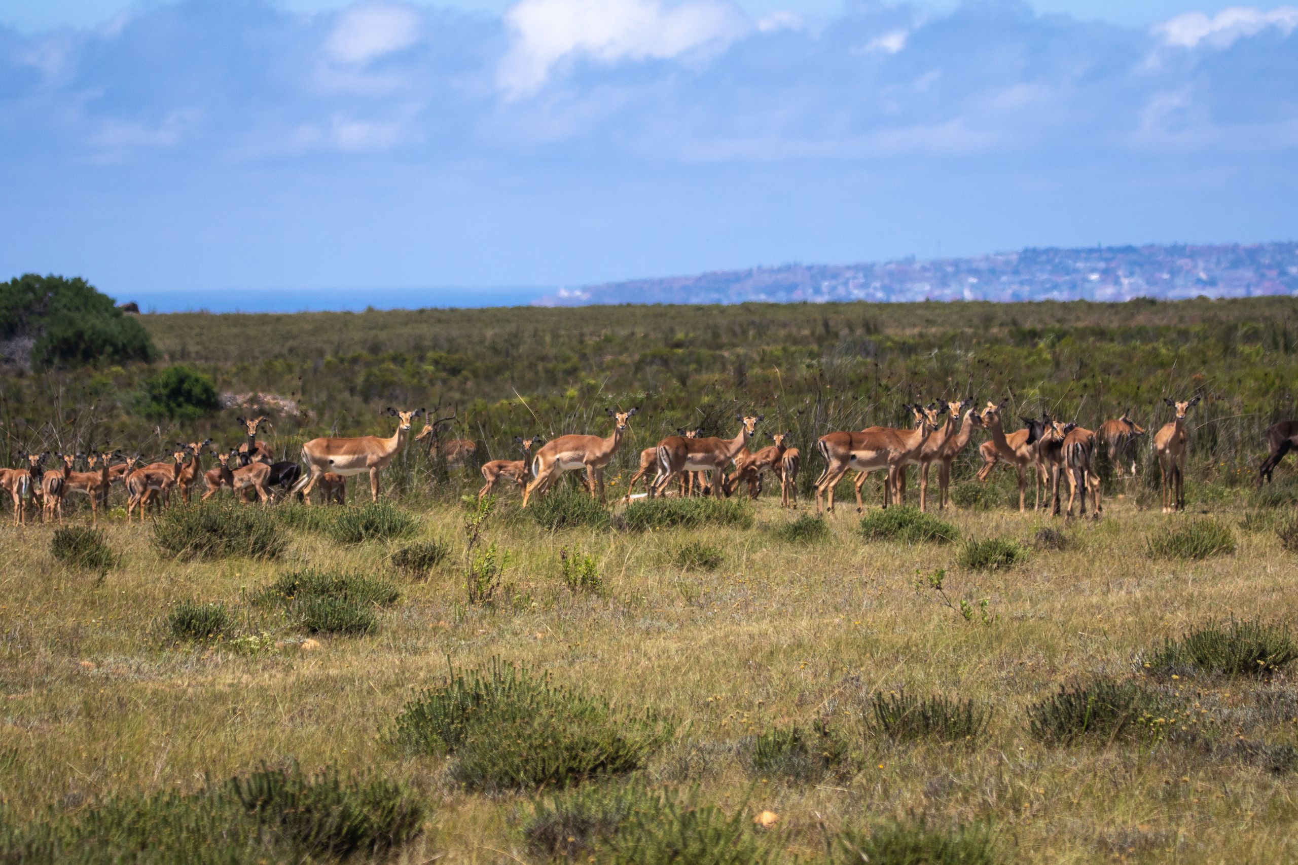 A group of antelopes on a grassland savanna, perfect for wildlife photography enthusiasts.