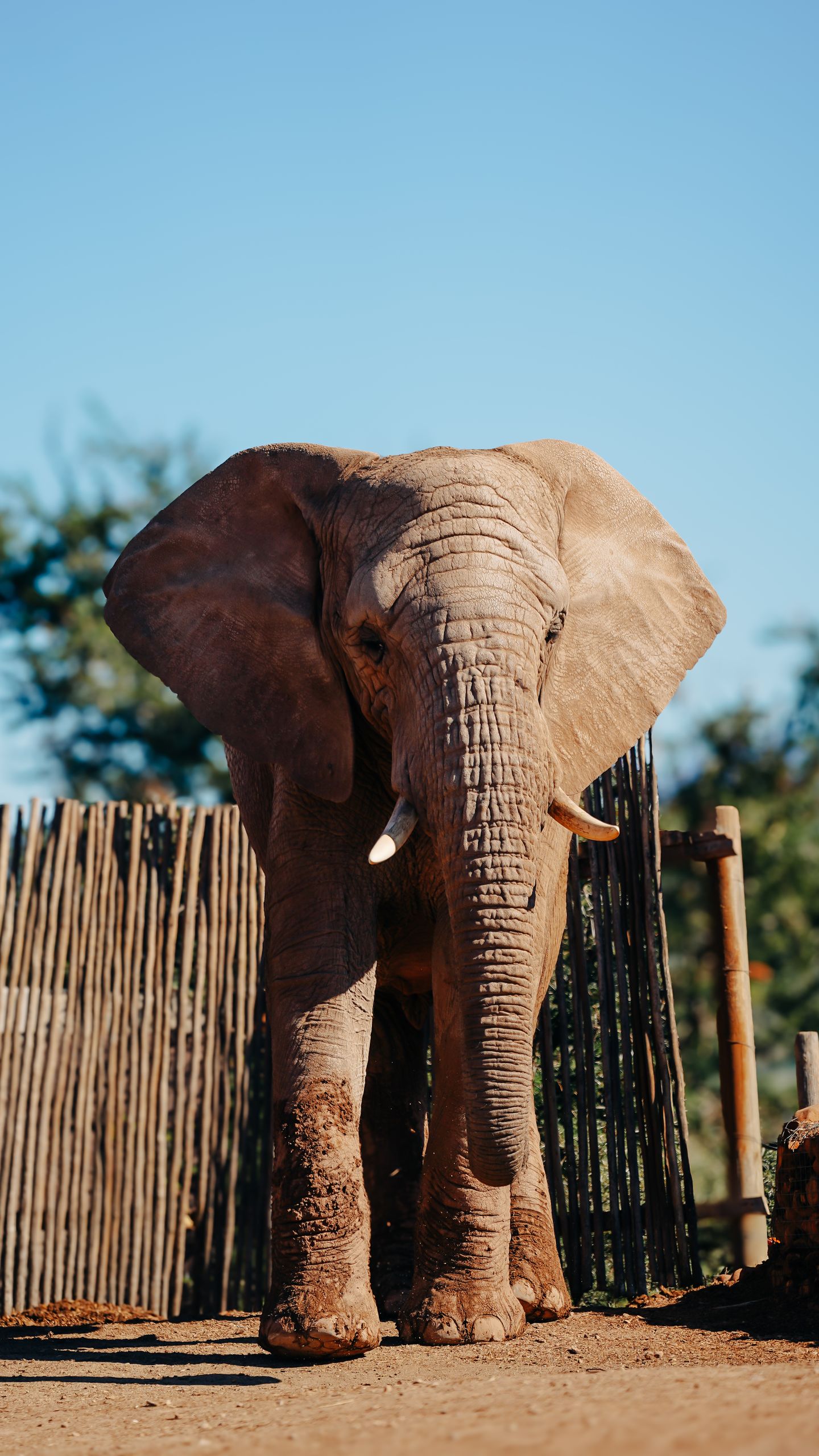 African elephant standing in zoo enclosure on a sunny day, showcasing its majestic presence.