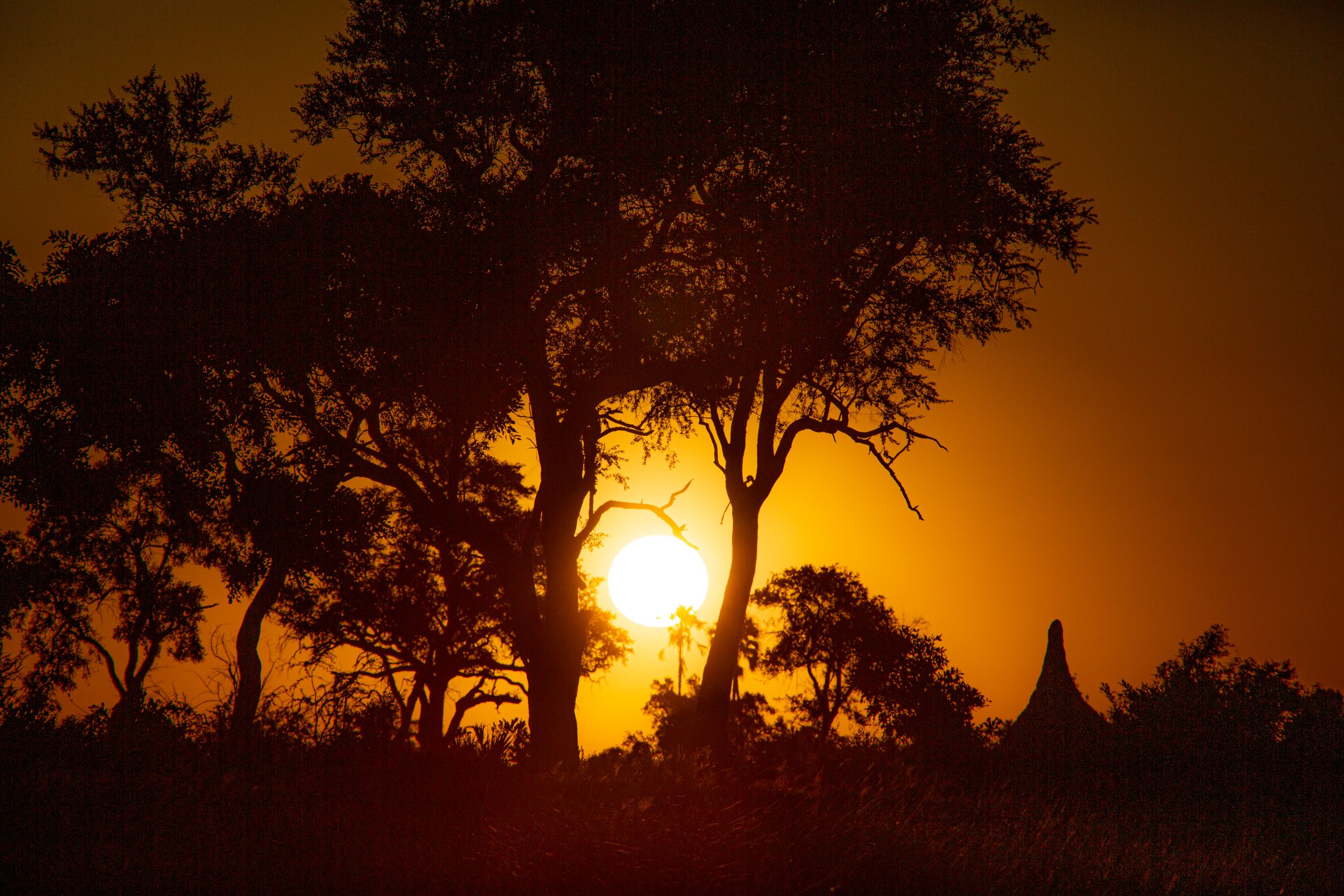 Captivating sunset over acacia silhouettes in Botswana wilderness.