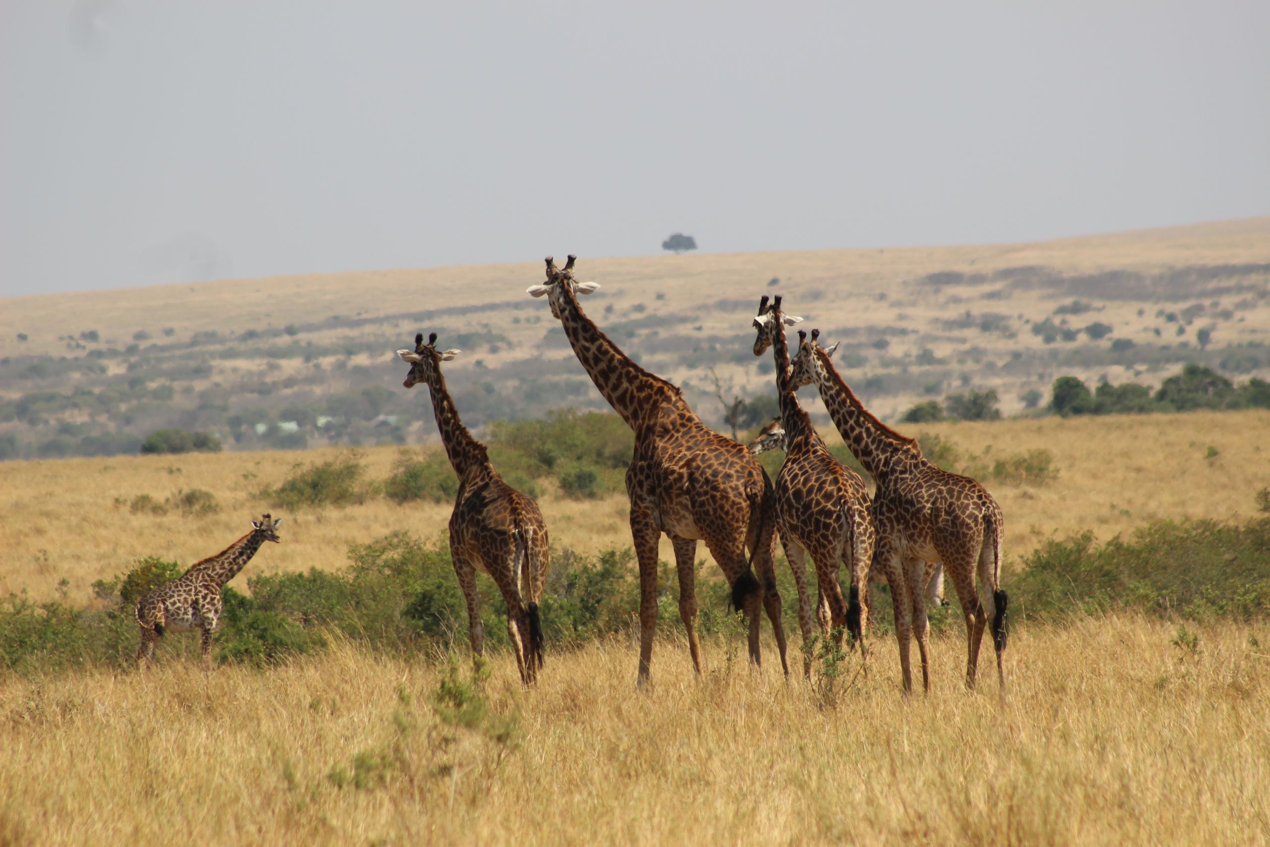 Group of giraffes in the African savannah showcasing wildlife beauty and natural habitat.