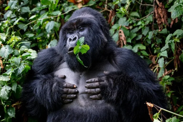 Complete East African Luxury Safari