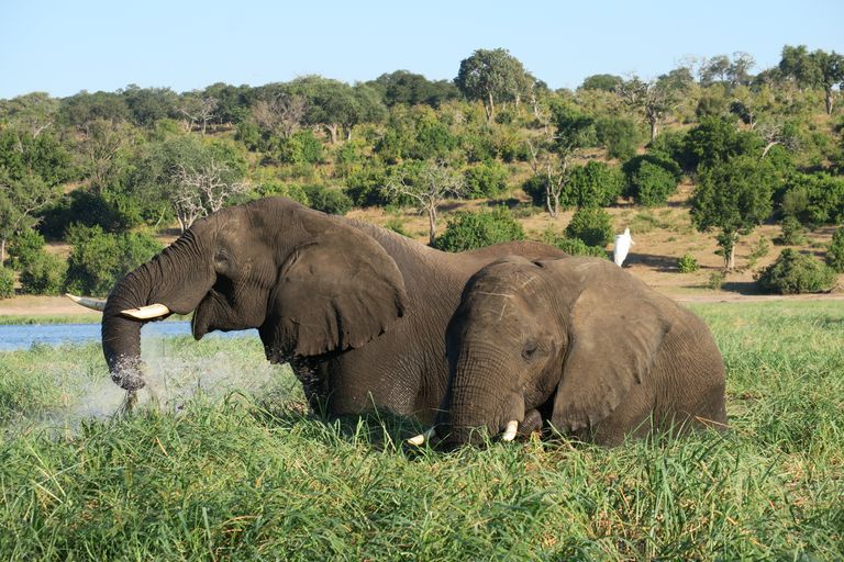 Two African elephants grazing near a river in Botswana's lush savanna.